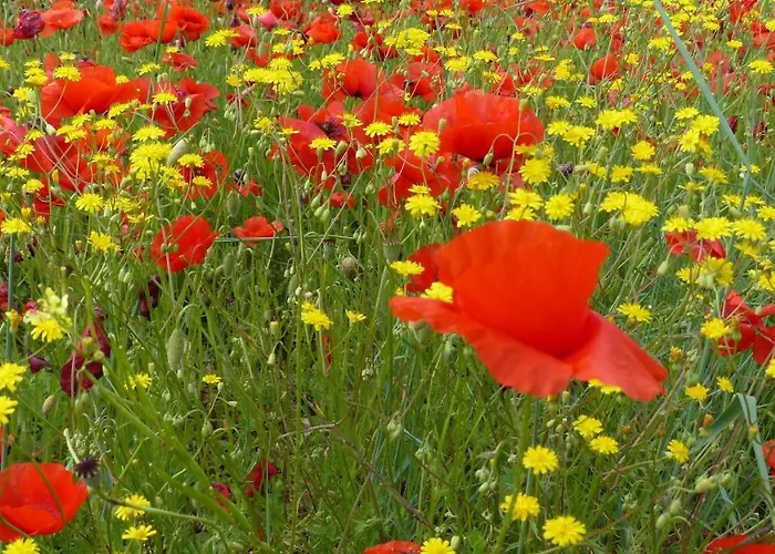 Frühstückspension Del Pino